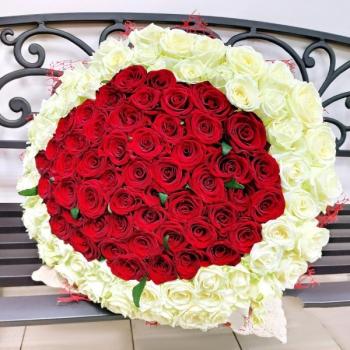 Букет 101 красно-белая роза код  246036vlg