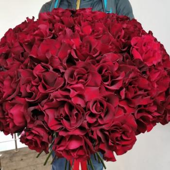 55 алых роз "Софи Лорен"