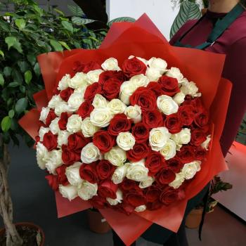 Букет из 101 розы (красные и белые розы) (articul   143556v)